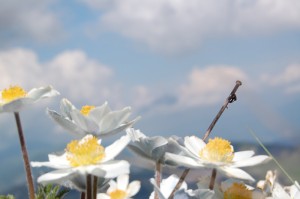 pulsatilla pulsatilla