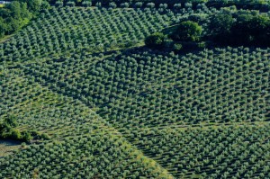 veduta aerea di uliveti Abruzzesi