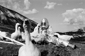 Agnes Meyer-Brandis, MOON GOOSE COLONY, Pollinaria 2011.