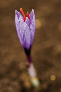 l'oro rosso d'abruzzo