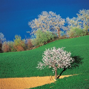 Fernando-di-fabrizio_riserva-naturale-del-lago-di-penne_ciliegio