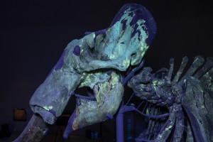 UV del cranio