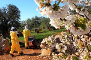 Campagna (3)