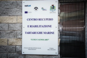 cetacei5