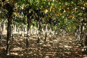 Copia-2-di-IMG_6189