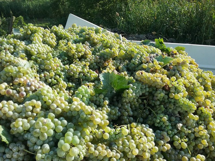 Grappoli di uva Pecorino dell'azienda Marina Palusci (ph. pagina fb Massimiliano D'Addario)