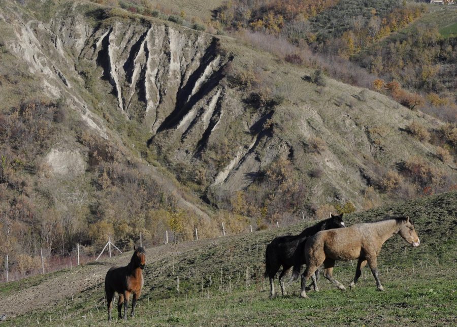 Cavalli al pascolo (ph. Ivan Masciovecchio)