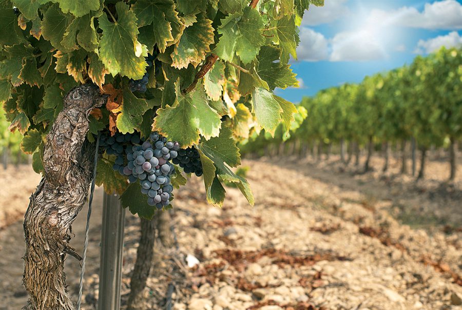 montepulciano-dabruzzo-vigneto-abruzzo