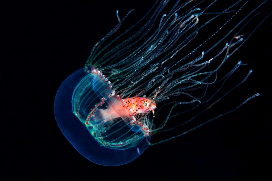 Medusa feeding (ph. Virginia Salzedo)