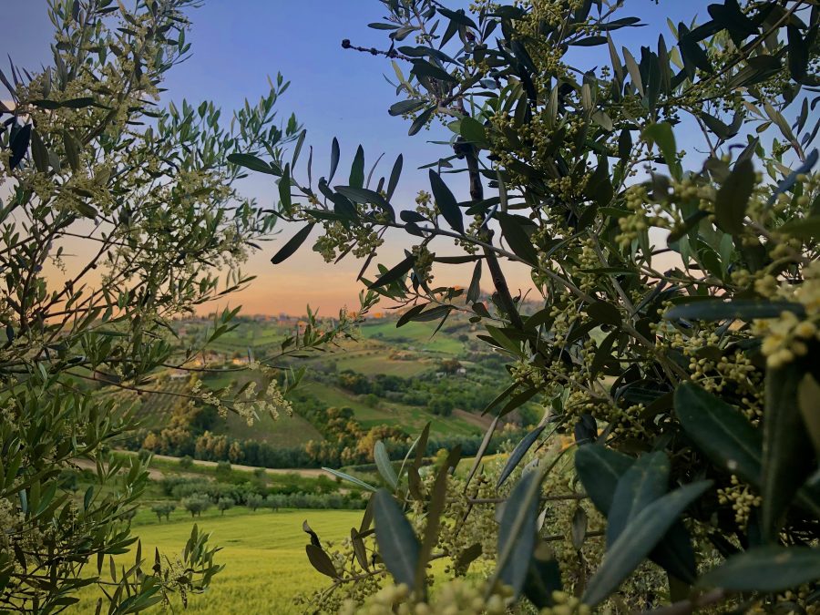 Autrice: Di Domenico Cinzia. Titolo: Tra gli Ulivi. Mese: maggio