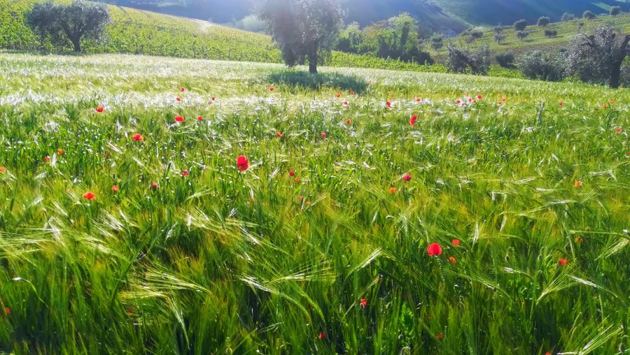Autrice: Viscioni Vania. Titolo: Lo sai che i papaveri... fioriscono. Mese: luglio