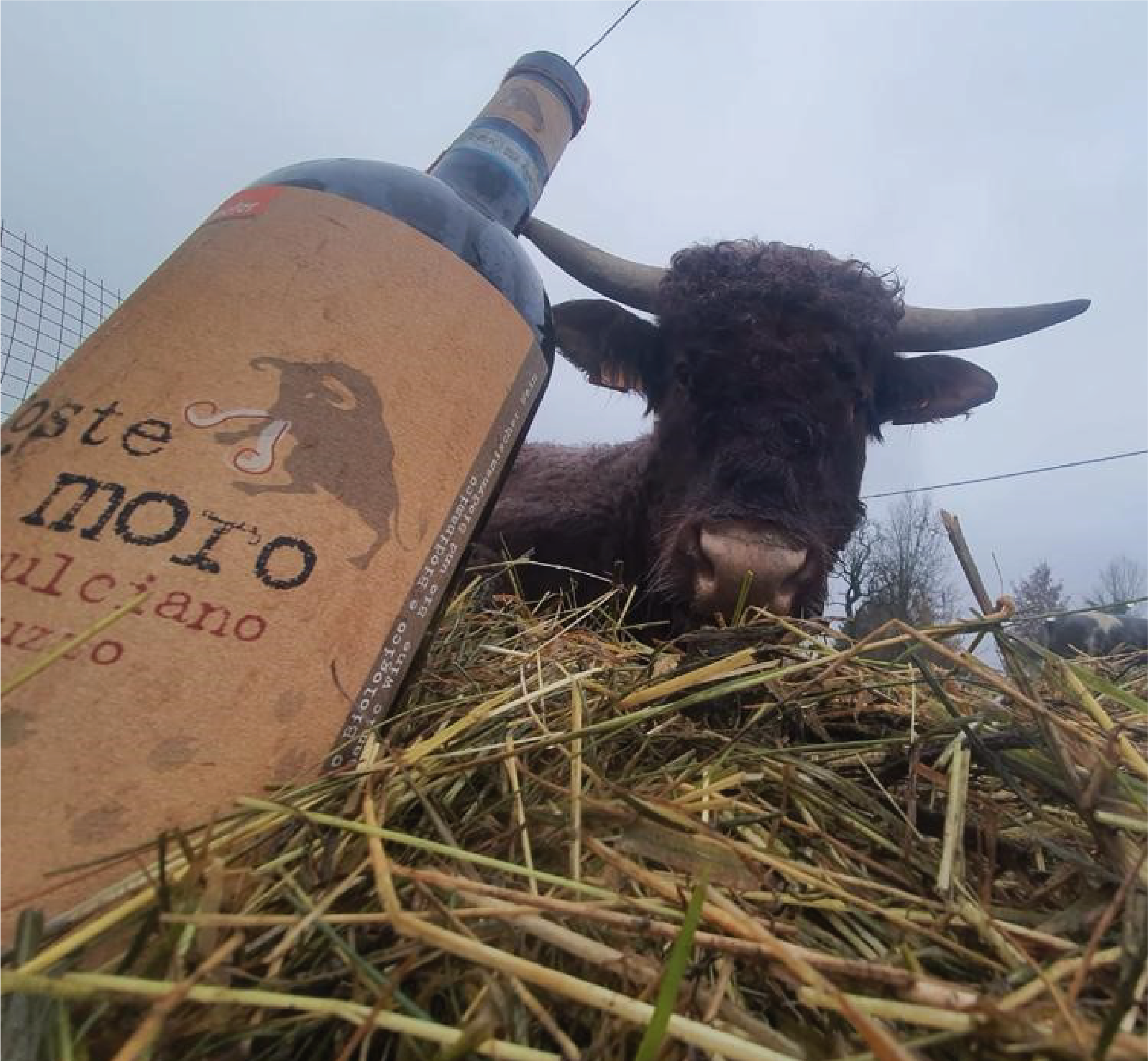 il toro Tarosh e Coste di moro (cantina Orsogna)