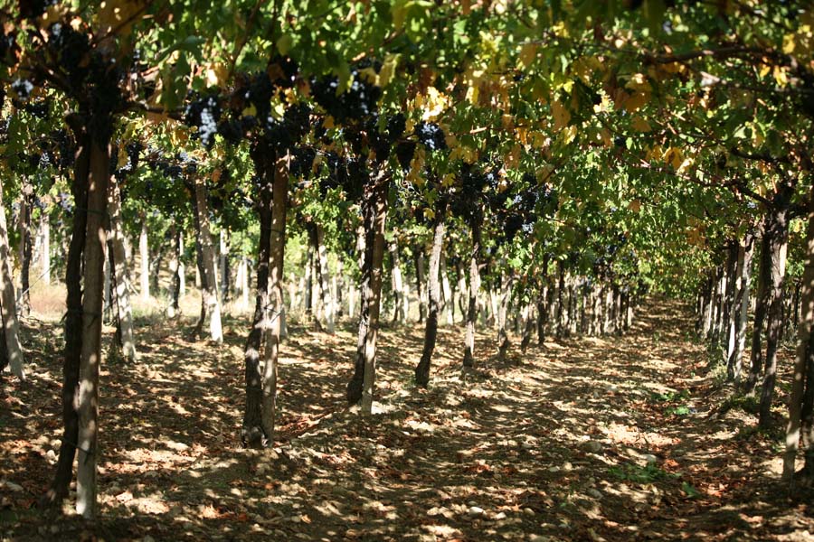 CODICE CITRA PRESENTA IL PROGETTO SPUMANTI “ABRUZZO DOP”