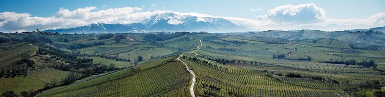 GRANDE INTERESSE A PROWEIN E A VINITALY PER LE BASI DEGLI SPUMANTI “ABRUZZO DOP”
