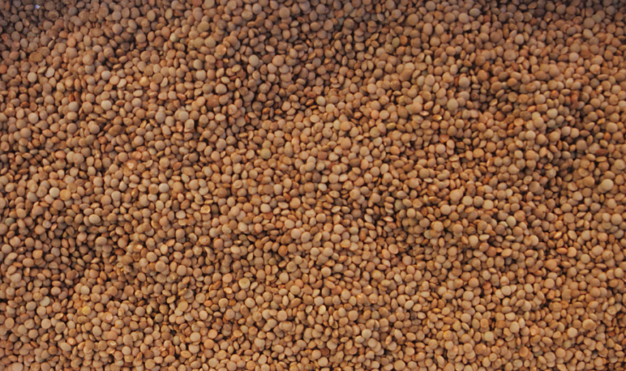 Futuro a rischio per le lenticchie di Santo Stefano di Sessanio