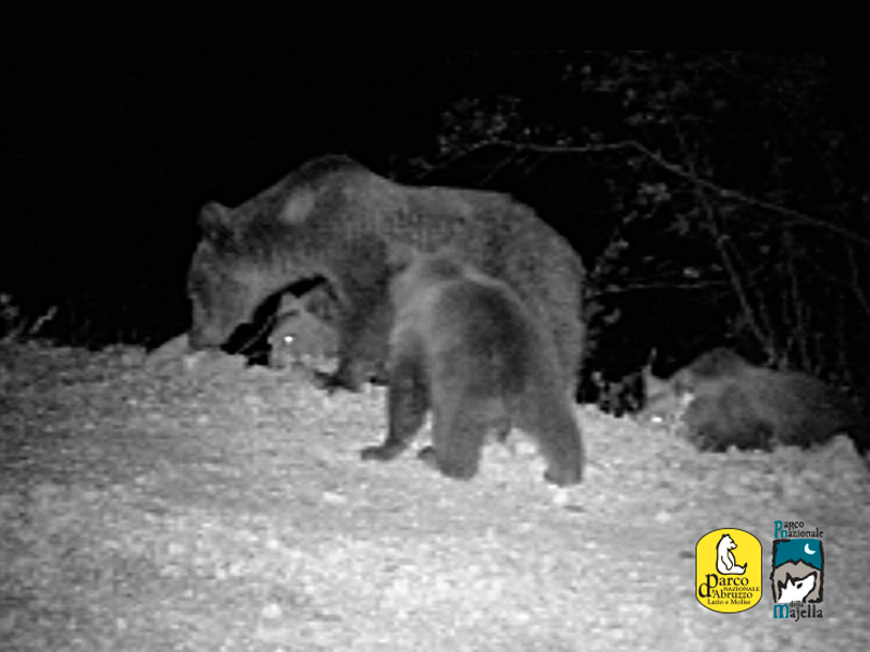 SEGNALI POSITIVI DALLA POPOLAZIONE DI ORSO BRUNO MARSICANO