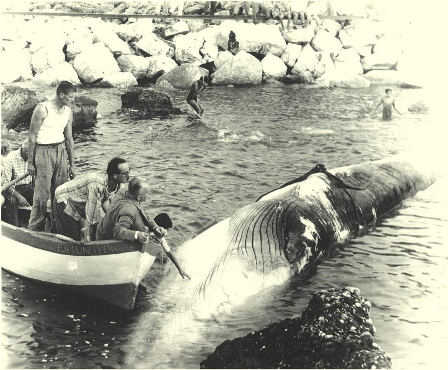 Operazioni di recupero della balena (foto per gentile concessione di Rinaldo e Pietro Verì)