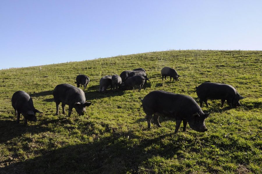 Una parte dell'allevamento dii maiali neri di Peppino Tinari (ph. Ivan Masciovecchio)