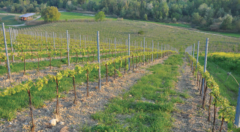 In visita alla Collina Biologica di Cirelli con Slow Food Chieti