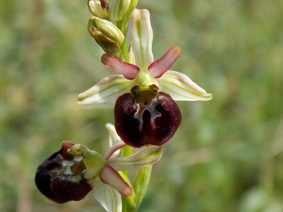 L'orchidea dedicata alla Majella (ph. Pasquale Buonpane)