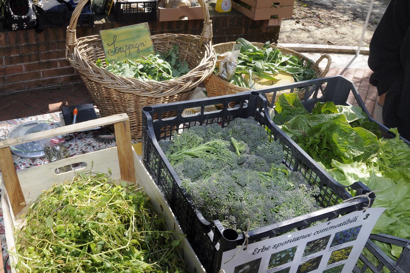 Dal prato al piatto, festa di Primavera a Bellante con le erbe spontanee