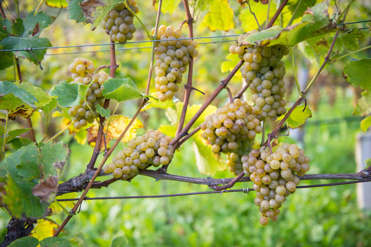Alla scoperta dei vini Piwi con la Confraternita del Grappolo