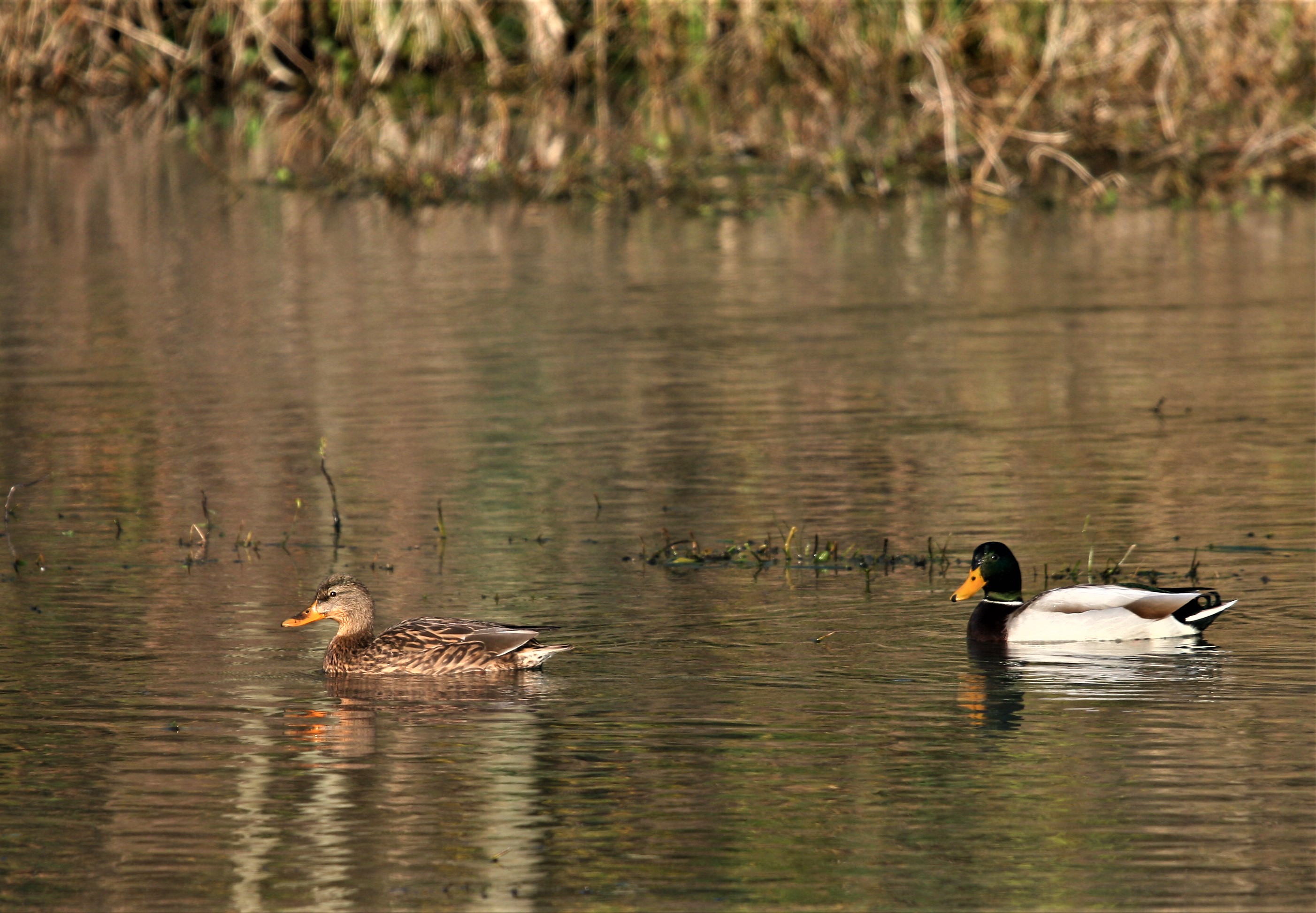 Uccelli acquatici, specie rare censite in Abruzzo