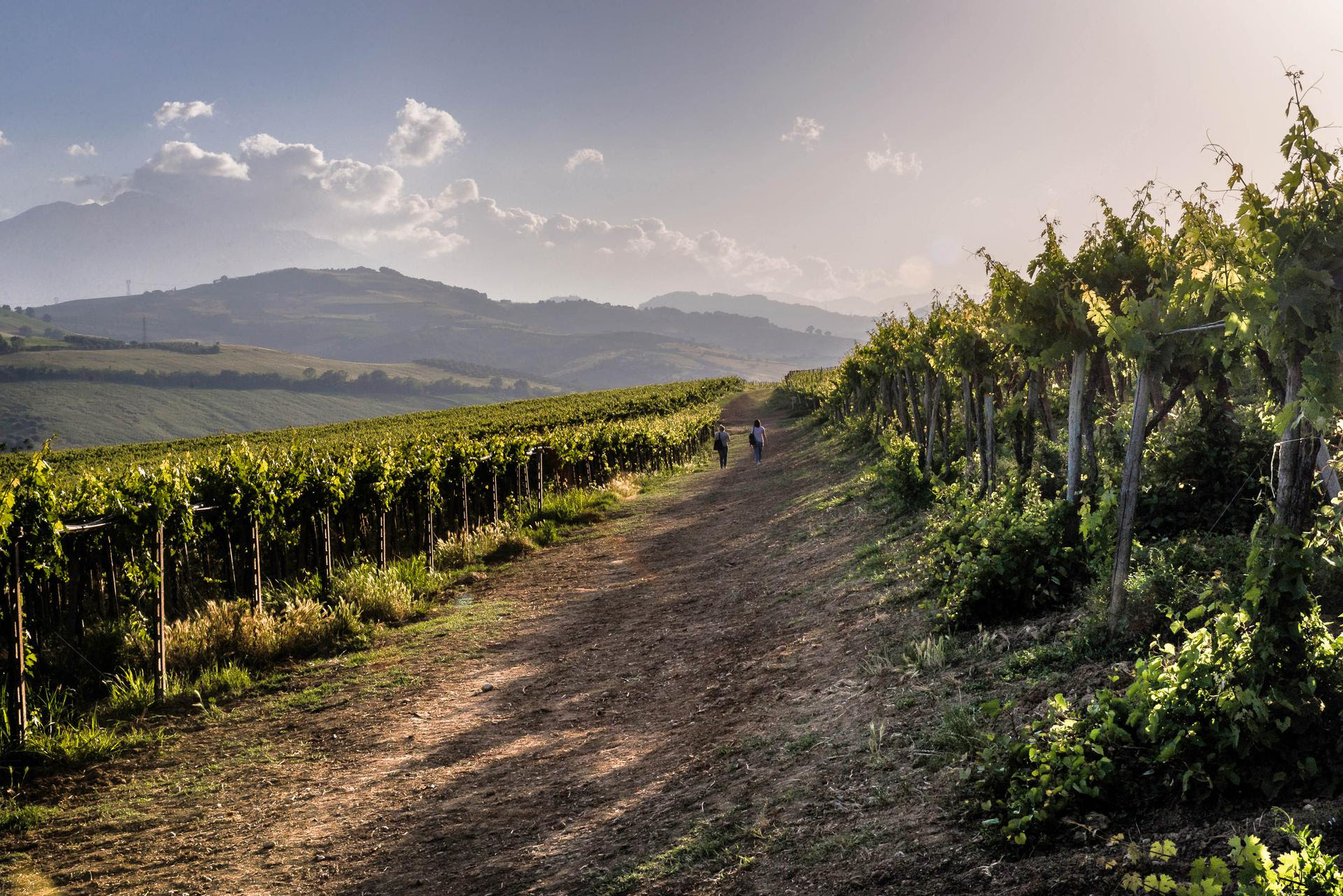 Un’ottima performance per il Montepulciano d’Abruzzo