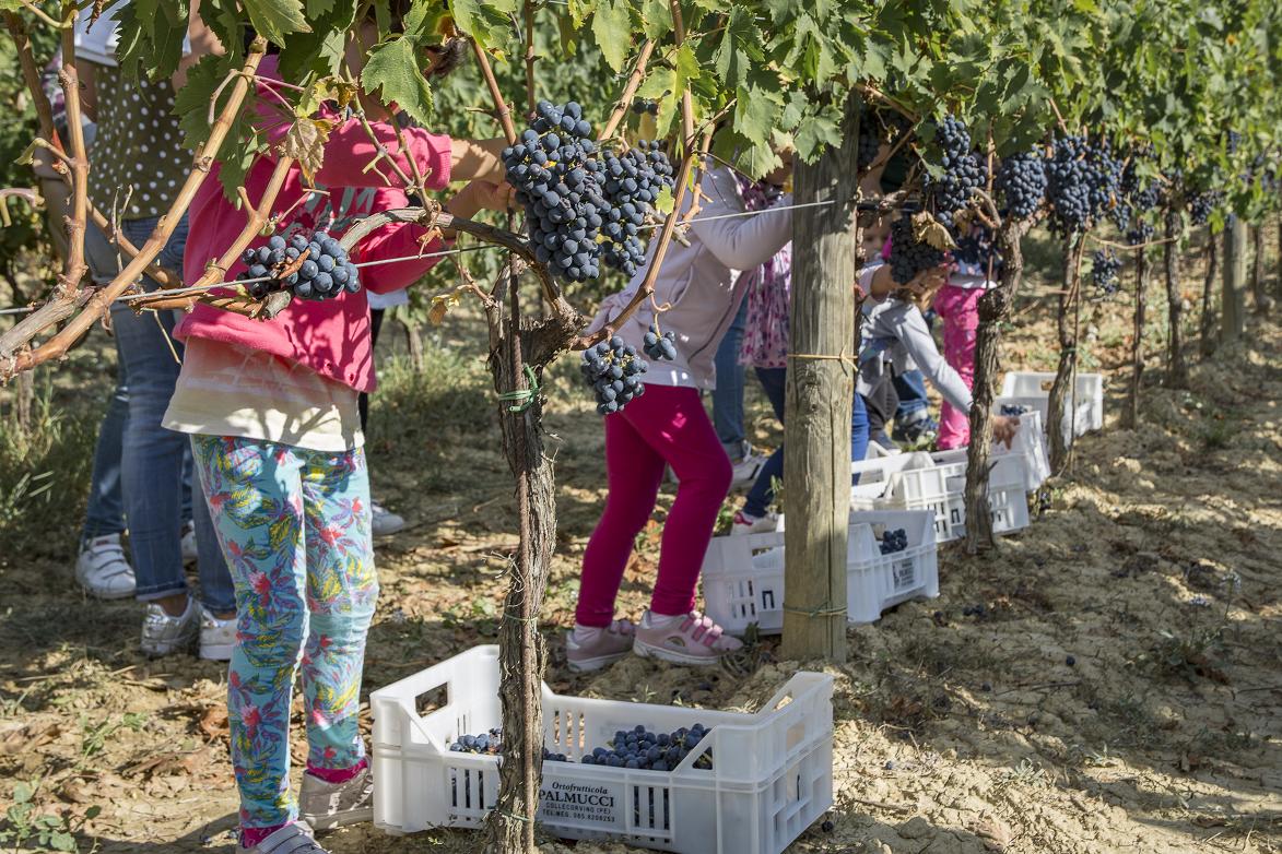 Cantine Aperte in Vendemmia con il Movimento Turismo del Vino