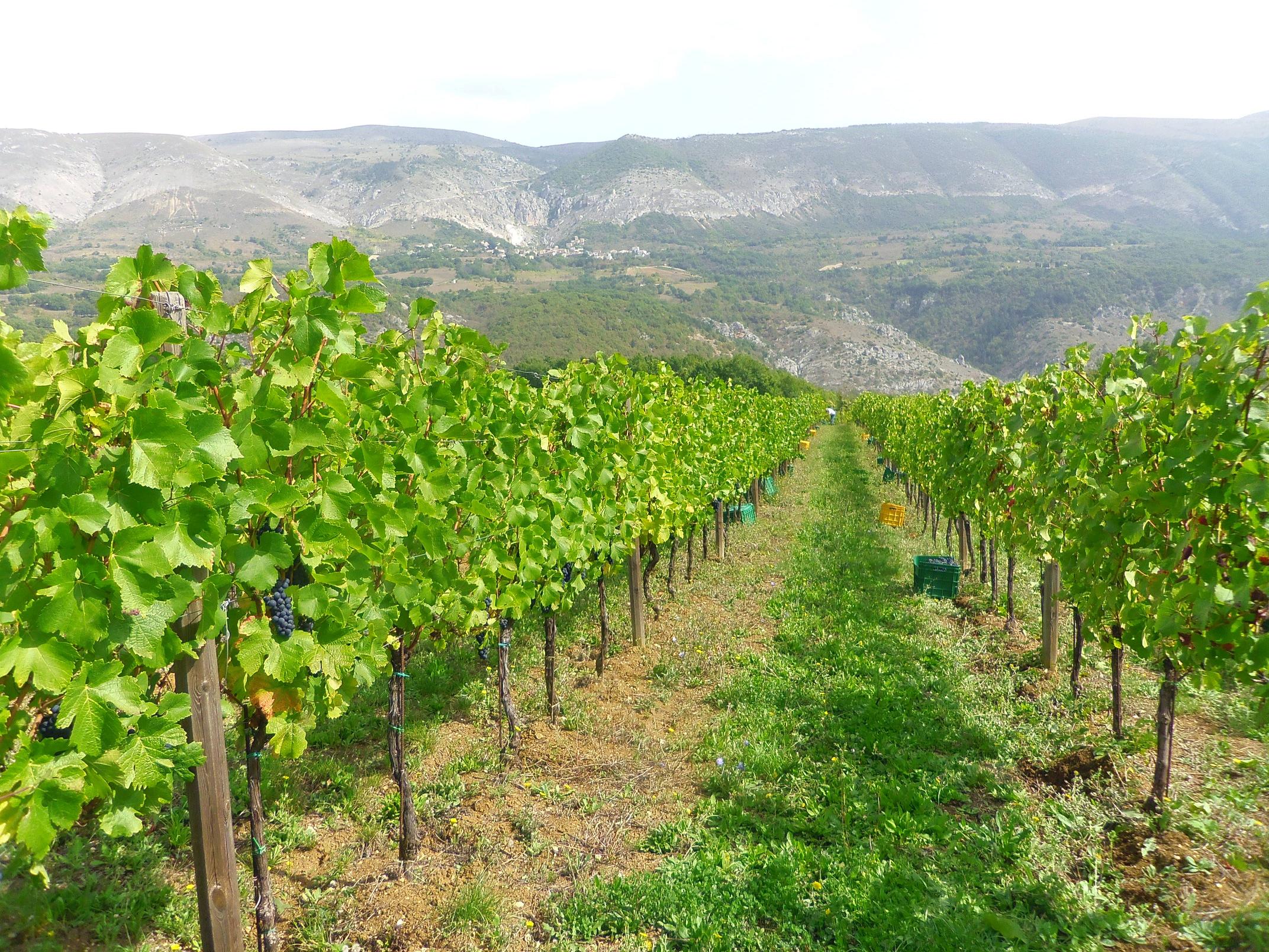 Viaggio tra le bollicine d’Abruzzo per brindare all’anno che verrà