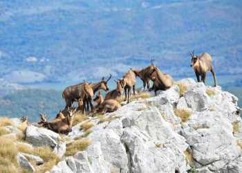 Alla scoperta del Parco nazionale d’Abruzzo, Lazio e Molise