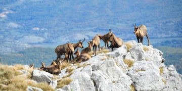 Alla scoperta del Parco nazionale d’Abruzzo, Lazio e Molise