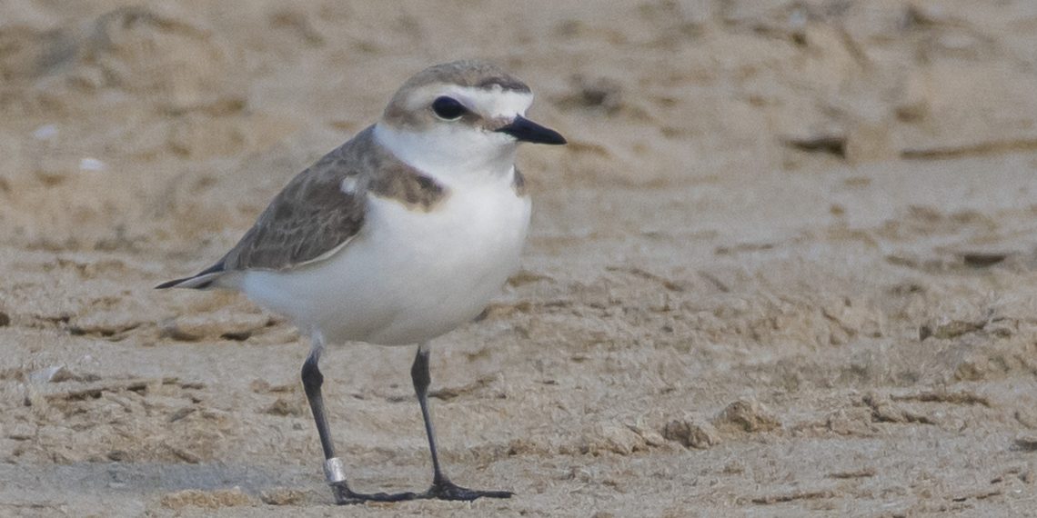 In volo da Senigallia alla Torre del Cerrano, il Fratino nidifica in Abruzzo