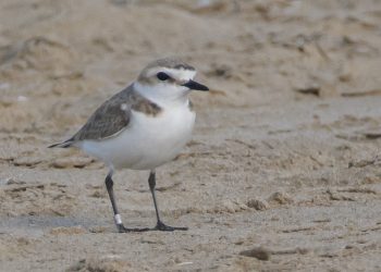 In volo da Senigallia alla Torre del Cerrano, il Fratino nidifica in Abruzzo