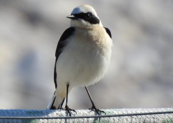 Torino di Sangro, osservato un raro esemplare di Monachella