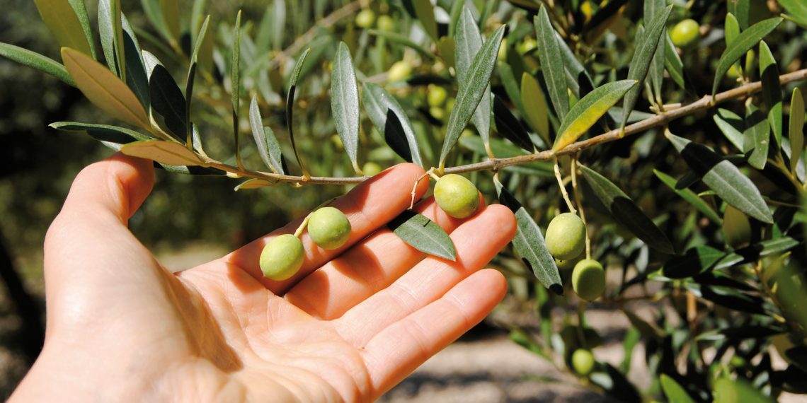 Guida agli Extravergini 2021, Slow Food premia l’oro verde d’Abruzzo