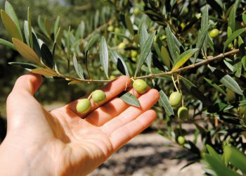 Guida agli Extravergini 2021, Slow Food premia l’oro verde d’Abruzzo