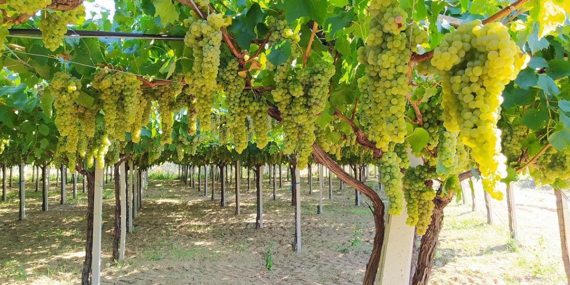 Vigneti Aperti in Abruzzo, si parte con le Cantine Maligni di Chieti