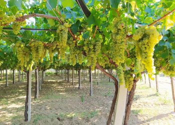 Vigneti Aperti in Abruzzo, si parte con le Cantine Maligni di Chieti