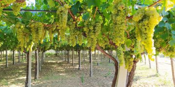 Vigneti Aperti in Abruzzo, si parte con le Cantine Maligni di Chieti