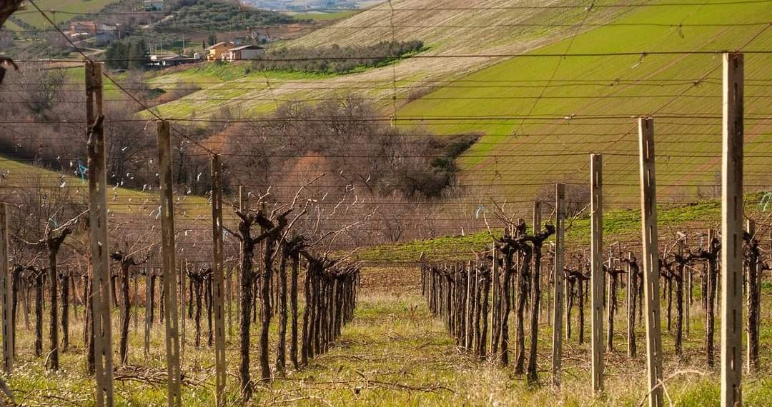 Loreto Aprutino, pic nic tra le vigne alla cantina Ciavolich