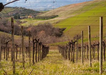Loreto Aprutino, pic nic tra le vigne alla cantina Ciavolich