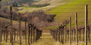 Loreto Aprutino, pic nic tra le vigne alla cantina Ciavolich