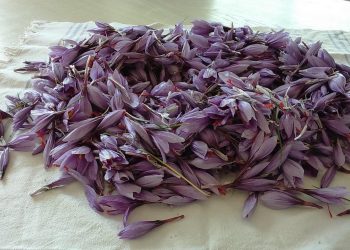 Condotta Slow Food Chieti, a tavola con gli ori d’Abruzzo