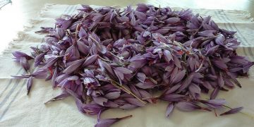 Condotta Slow Food Chieti, a tavola con gli ori d’Abruzzo