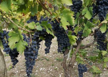 Al via Gessi DiVini, degustazioni e convivialità con vista sulla Maiella
