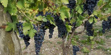 Al via Gessi DiVini, degustazioni e convivialità con vista sulla Maiella