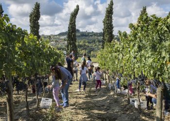 Movimento Turismo del Vino Abruzzo, al via Cantine Aperte in Vendemmia
