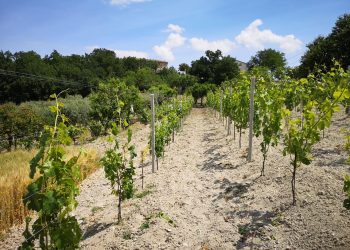 Al via Gessi DiVini, degustazioni e convivialità con vista sulla Maiella