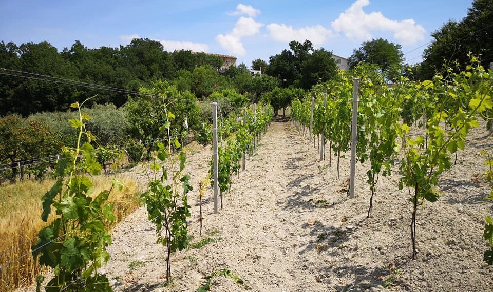 Al via Gessi DiVini, degustazioni e convivialità con vista sulla Maiella